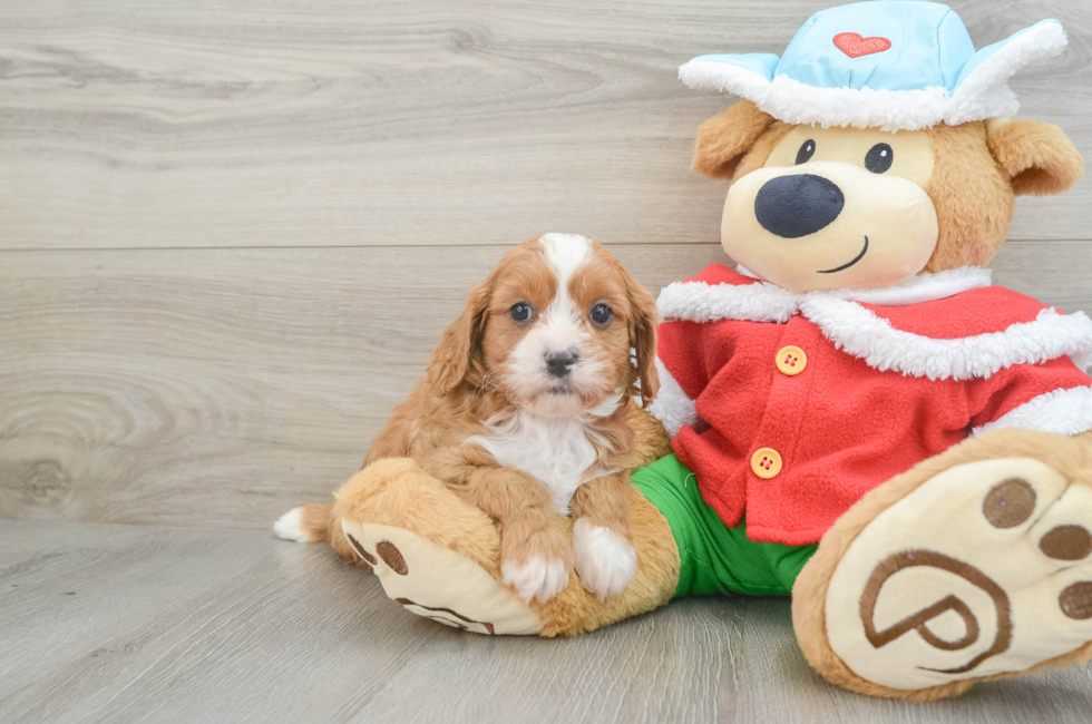 6 week old Cavapoo Puppy For Sale - Simply Southern Pups