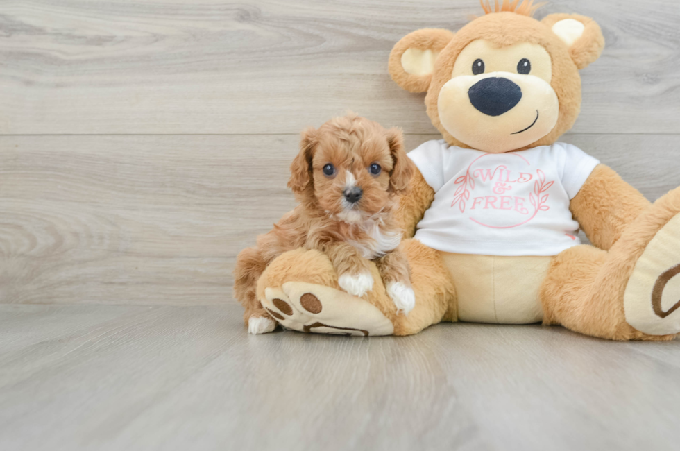 6 week old Cavapoo Puppy For Sale - Simply Southern Pups