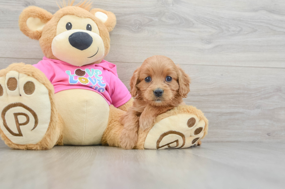 6 week old Cavapoo Puppy For Sale - Simply Southern Pups