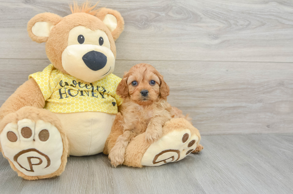 8 week old Cavapoo Puppy For Sale - Simply Southern Pups