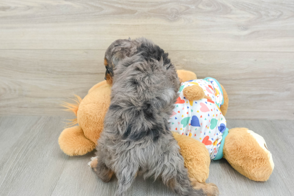 Funny Cavapoo Poodle Mix Pup