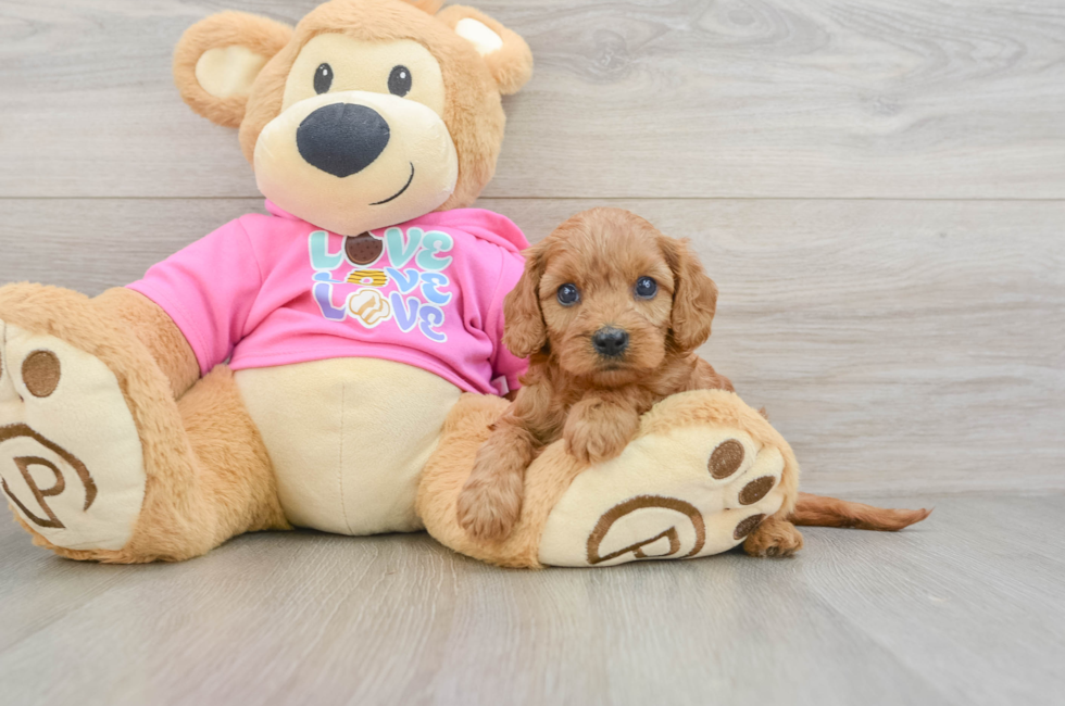 7 week old Cavapoo Puppy For Sale - Simply Southern Pups