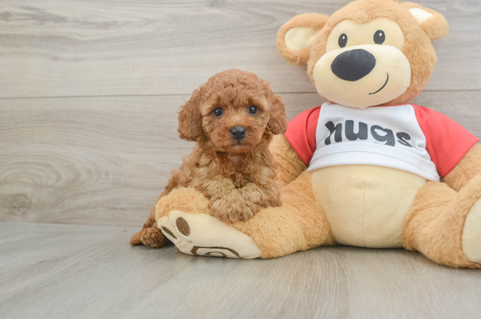 5 week old Cavapoo Puppy For Sale - Simply Southern Pups