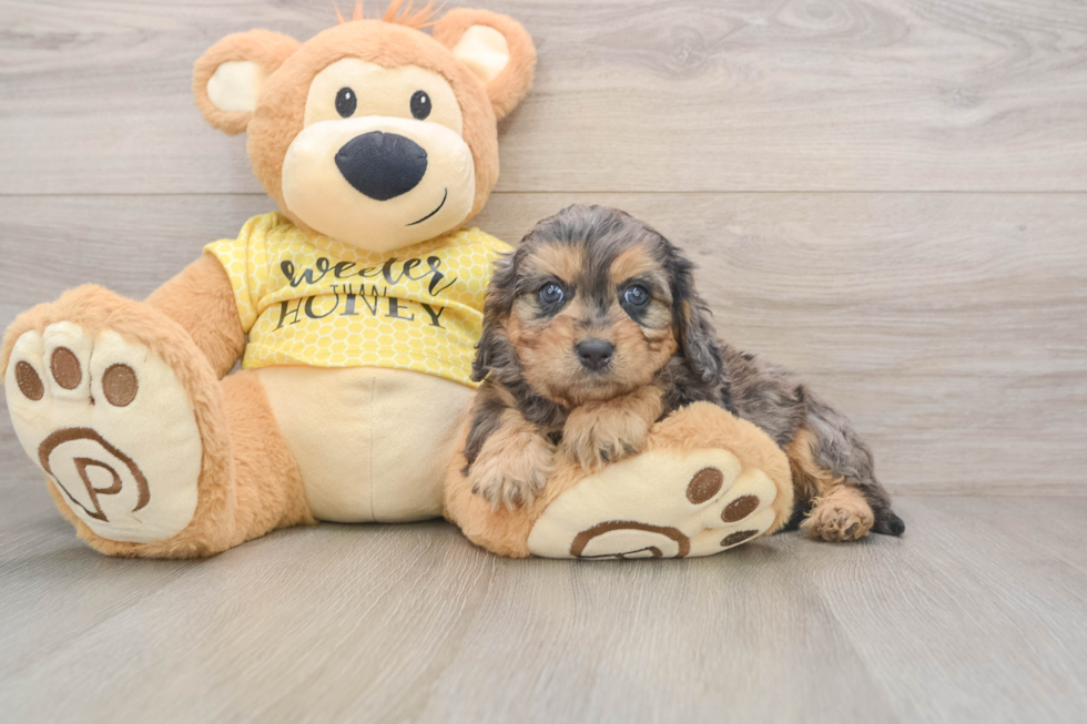 Small Cavapoo Baby