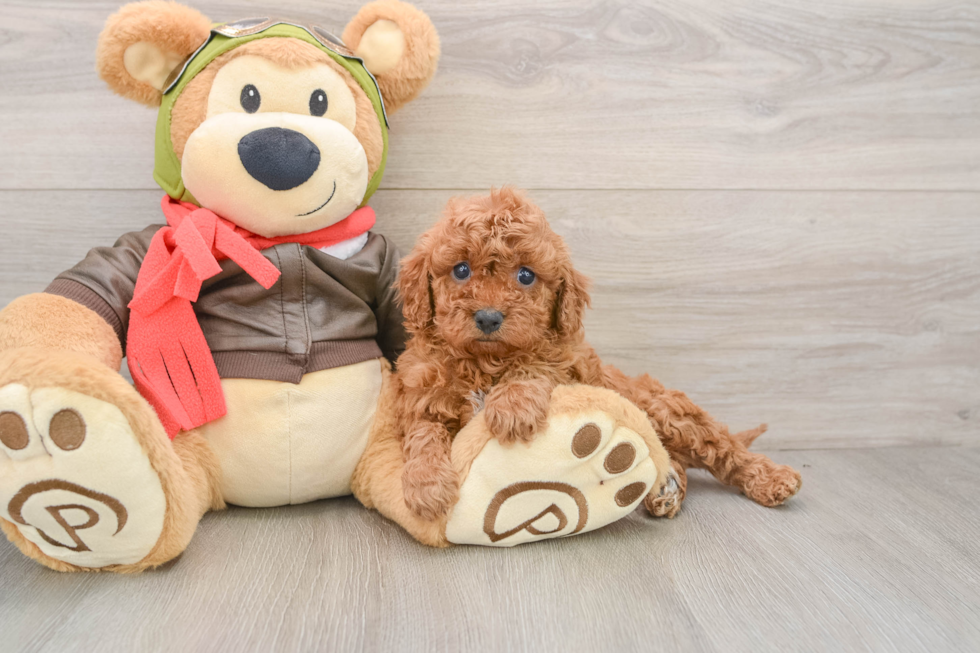 Energetic Cavoodle Poodle Mix Puppy