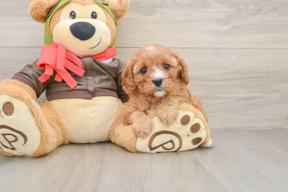 Fluffy Cavapoo Poodle Mix Pup