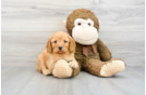 Cavapoo Puppy for Adoption