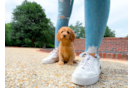 Cavapoo Pup Being Cute