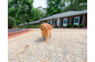 Cavapoo Puppy for Adoption