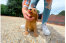 Cavapoo Pup Being Cute
