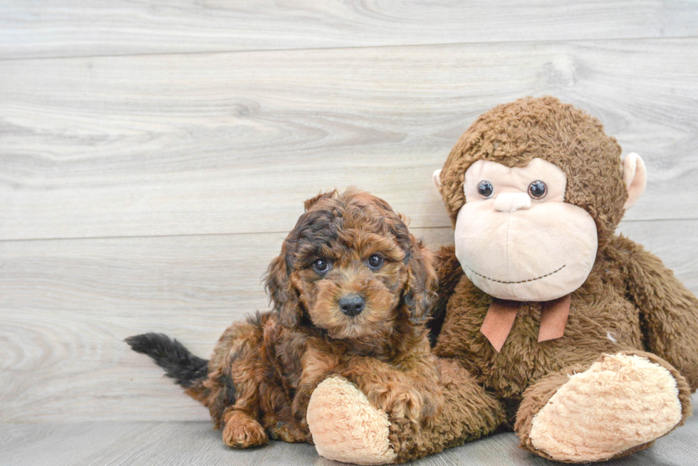 Cavapoo Puppy for Adoption