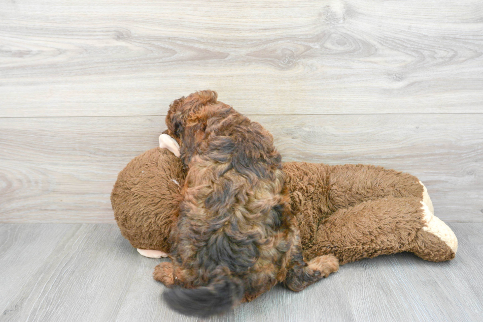 Little Cavoodle Poodle Mix Puppy