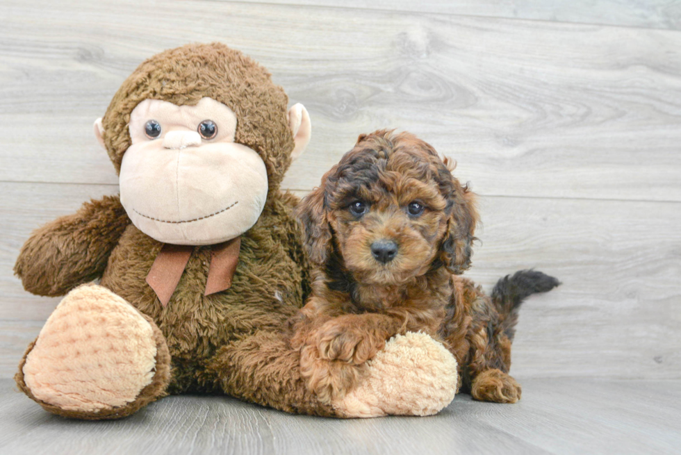 Cavapoo Puppy for Adoption