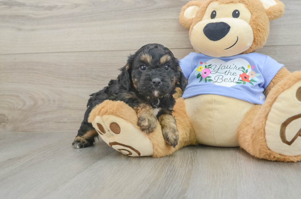 6 week old Cavapoo Puppy For Sale - Simply Southern Pups