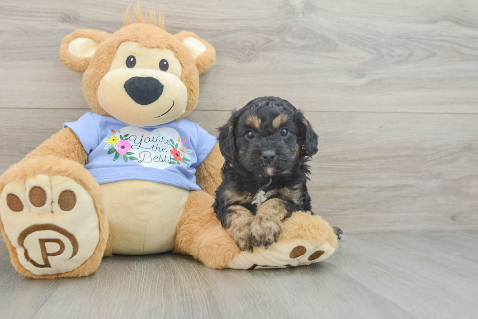 Cavapoo Pup Being Cute