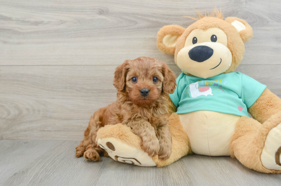 6 week old Cavapoo Puppy For Sale - Simply Southern Pups