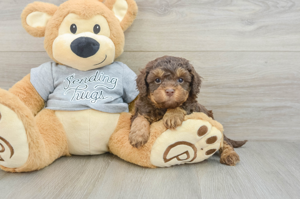 6 week old Cavapoo Puppy For Sale - Simply Southern Pups