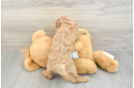 Best Cavapoo Baby