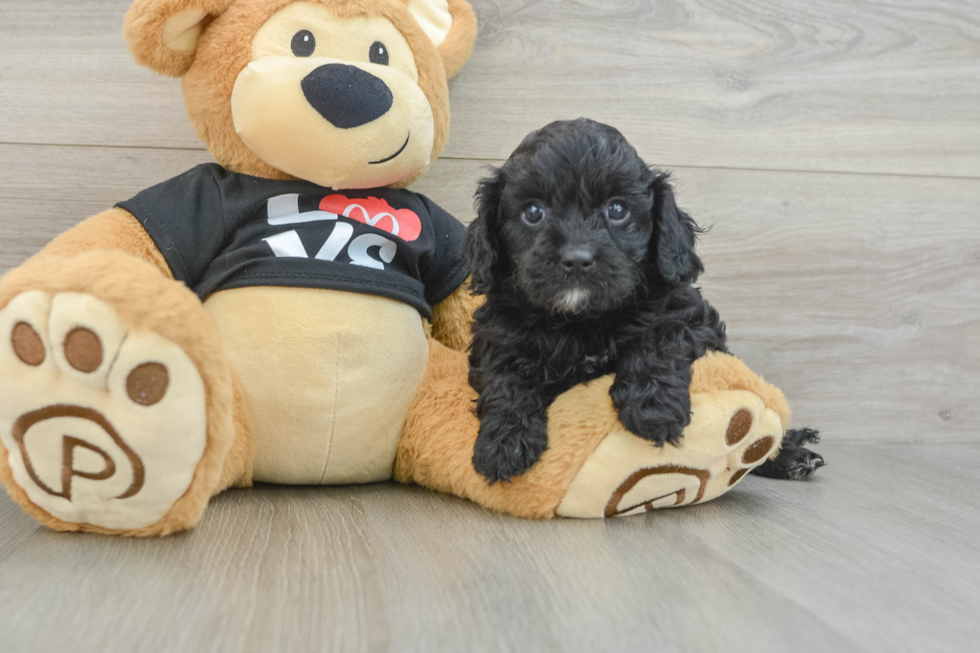Friendly Cavapoo Baby