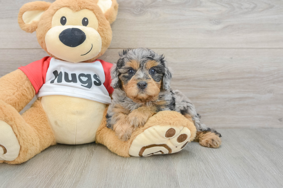 6 week old Cavapoo Puppy For Sale - Simply Southern Pups