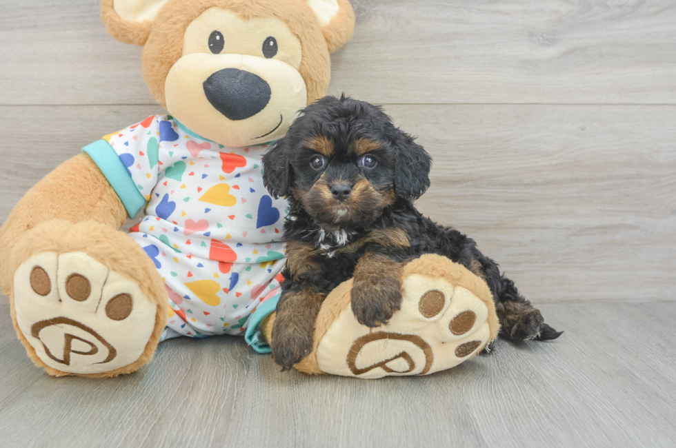 6 week old Cavapoo Puppy For Sale - Simply Southern Pups