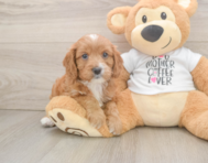 8 week old Cavapoo Puppy For Sale - Simply Southern Pups