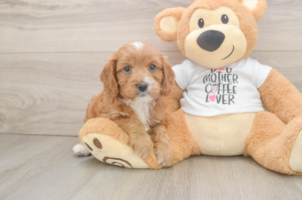 6 week old Cavapoo Puppy For Sale - Simply Southern Pups