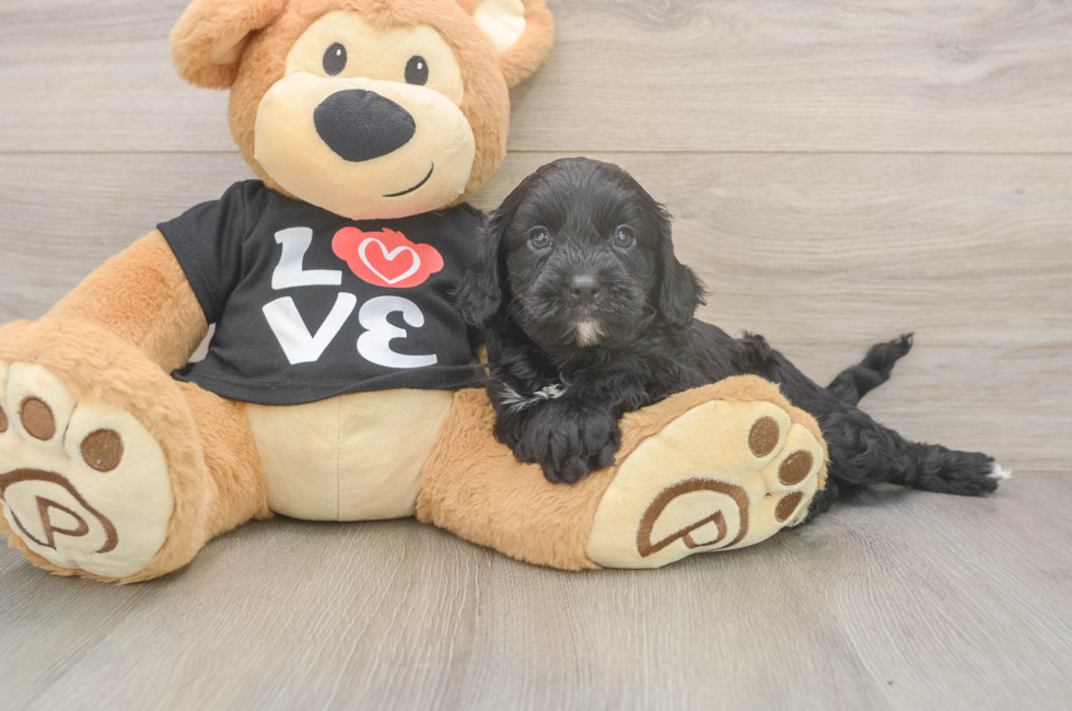 5 week old Cavapoo Puppy For Sale - Simply Southern Pups