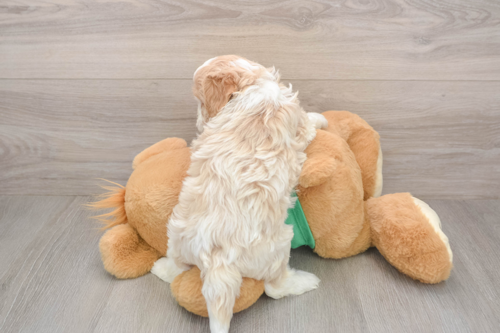 Cavapoo Pup Being Cute