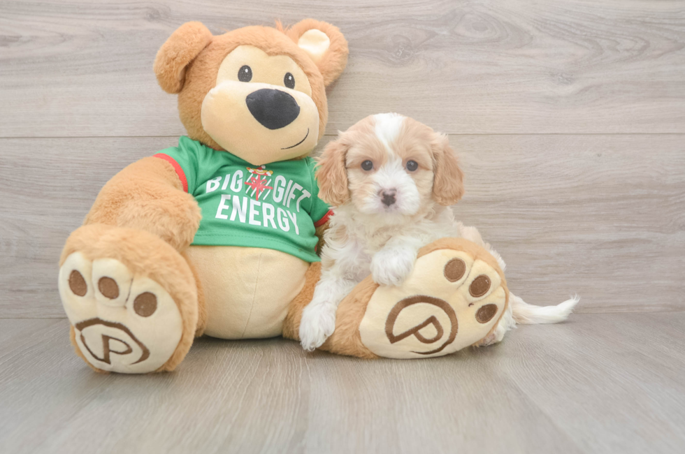 5 week old Cavapoo Puppy For Sale - Simply Southern Pups