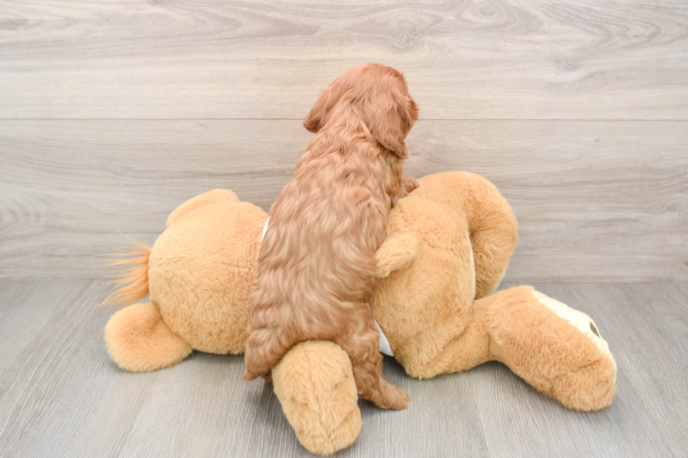 Popular Cavapoo Poodle Mix Pup