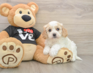 7 week old Cavapoo Puppy For Sale - Simply Southern Pups