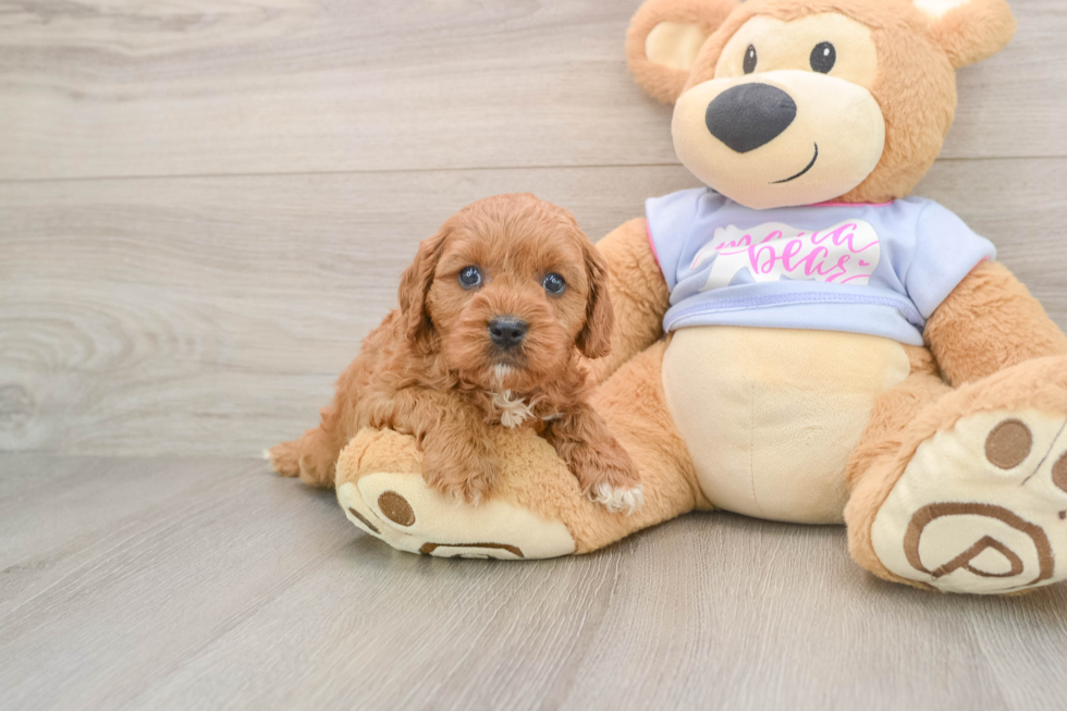 Cavapoo Puppy for Adoption