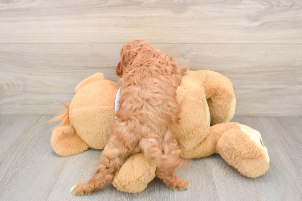 Cavapoo Pup Being Cute