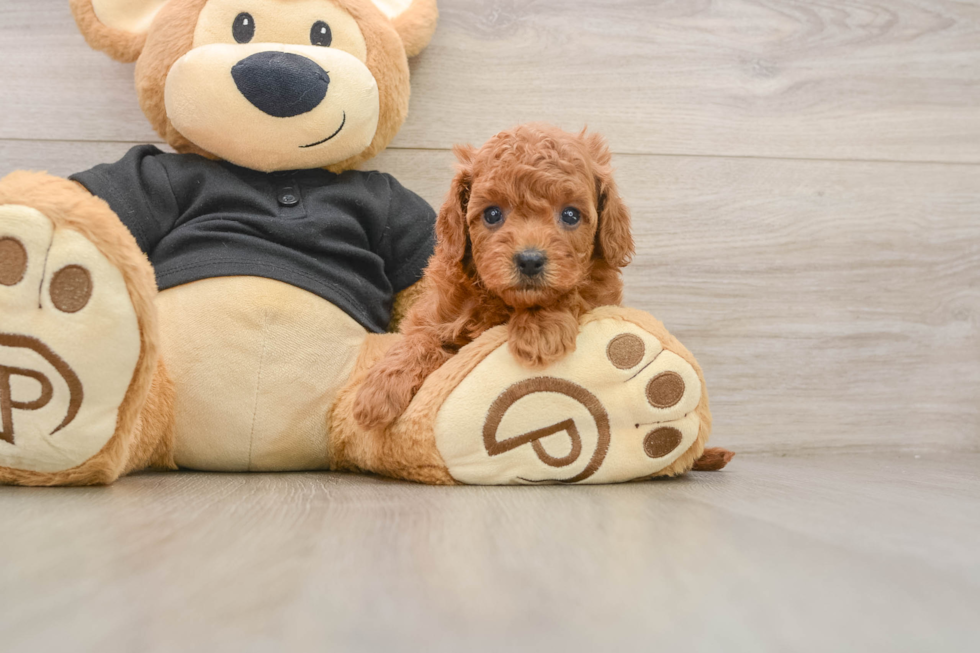 Cavapoo Puppy for Adoption