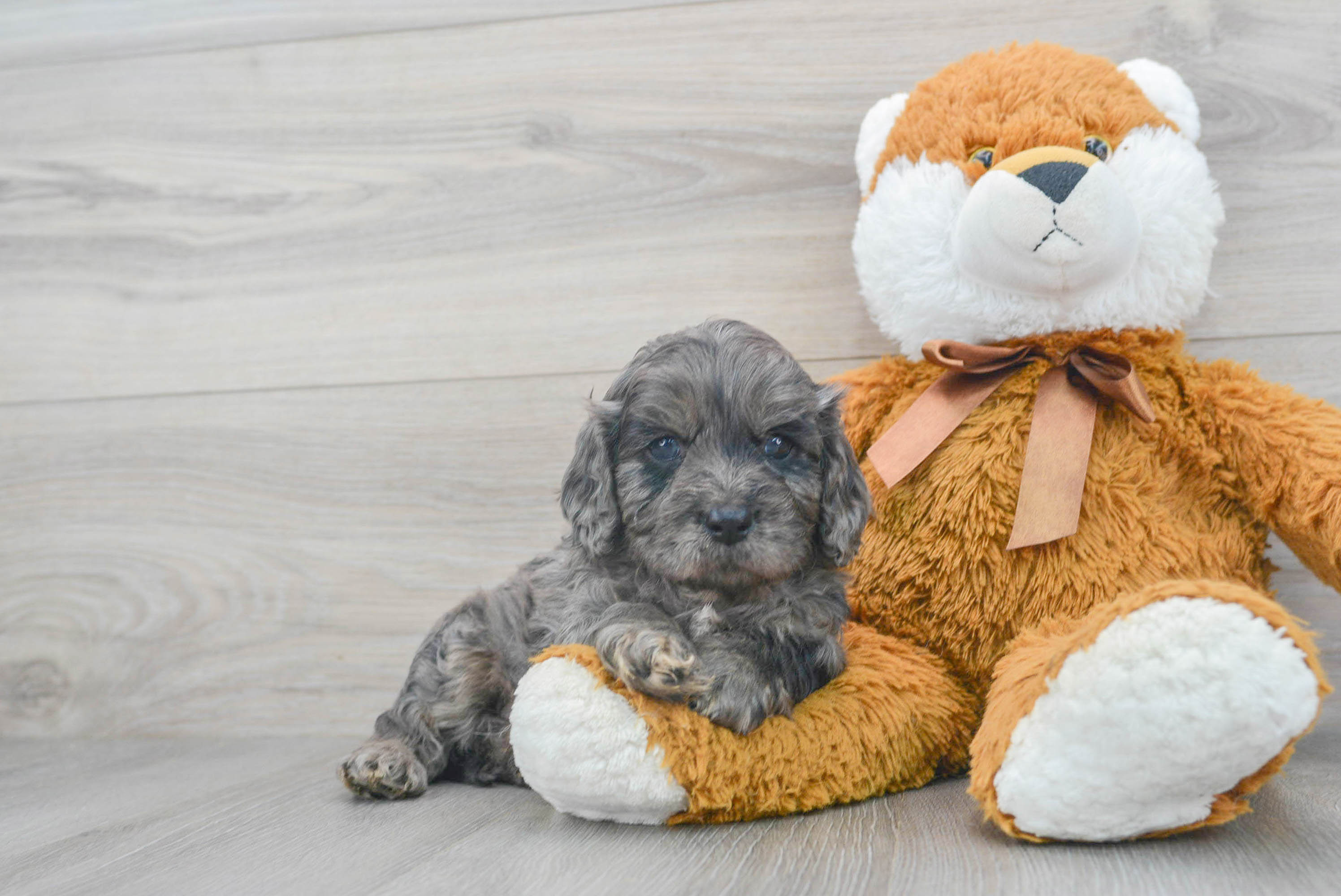 Grey cavapoo hot sale