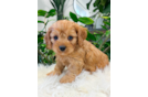 Best Cavapoo Baby