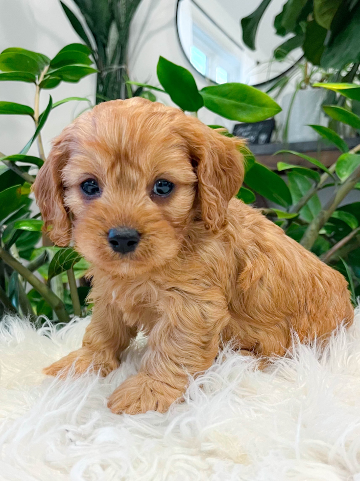Best Cavapoo Baby