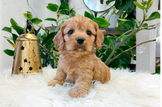 Cute Cavapoo Baby