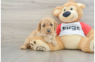 Cavapoo Puppy for Adoption