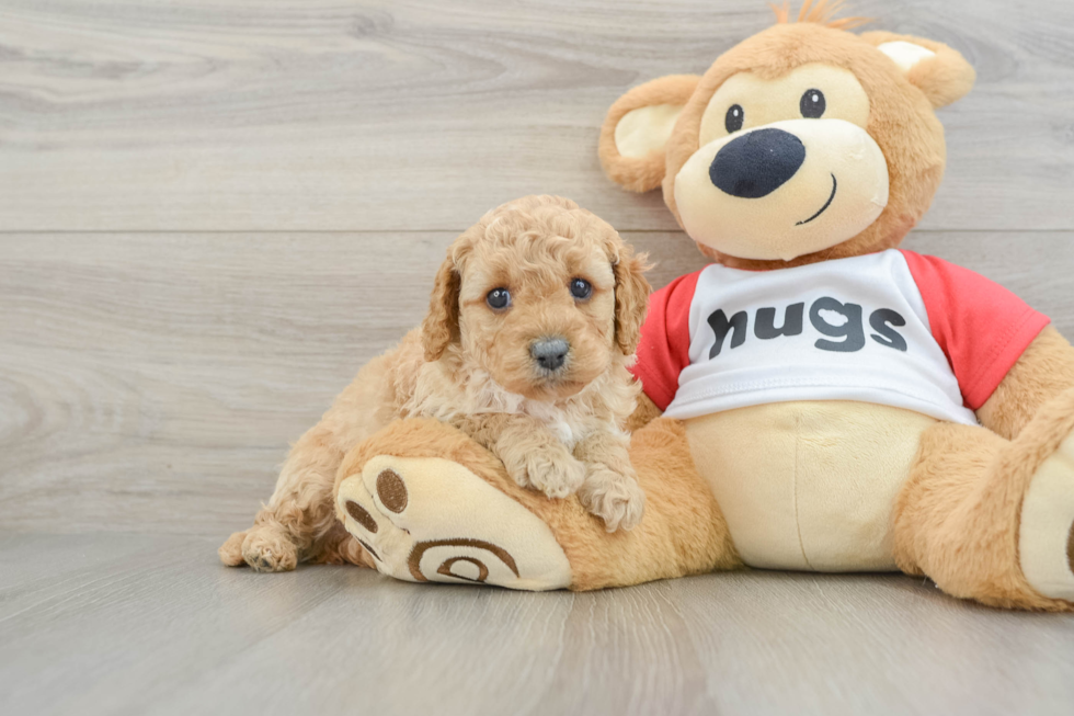 Cavapoo Puppy for Adoption