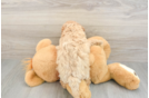 Cavapoo Pup Being Cute
