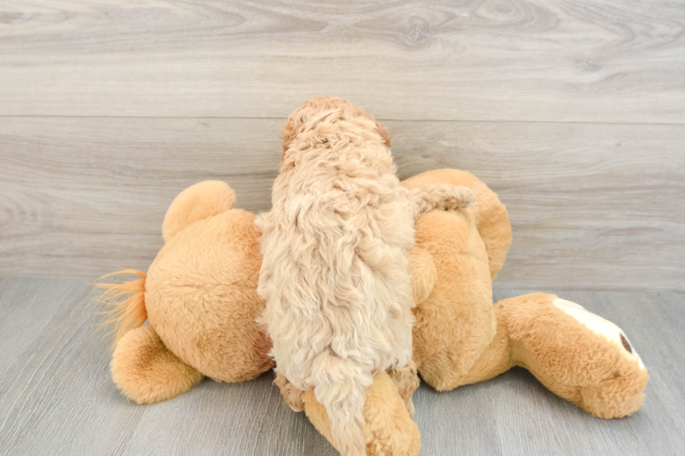 Cavapoo Pup Being Cute