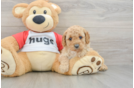 Best Cavapoo Baby
