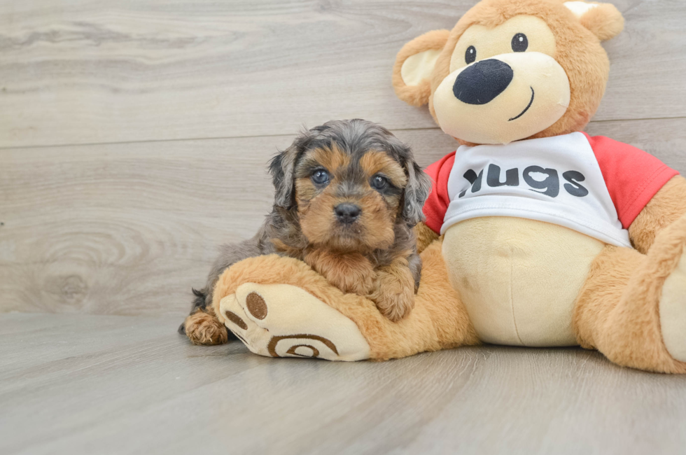 6 week old Cavapoo Puppy For Sale - Simply Southern Pups