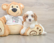 8 week old Cavapoo Puppy For Sale - Simply Southern Pups