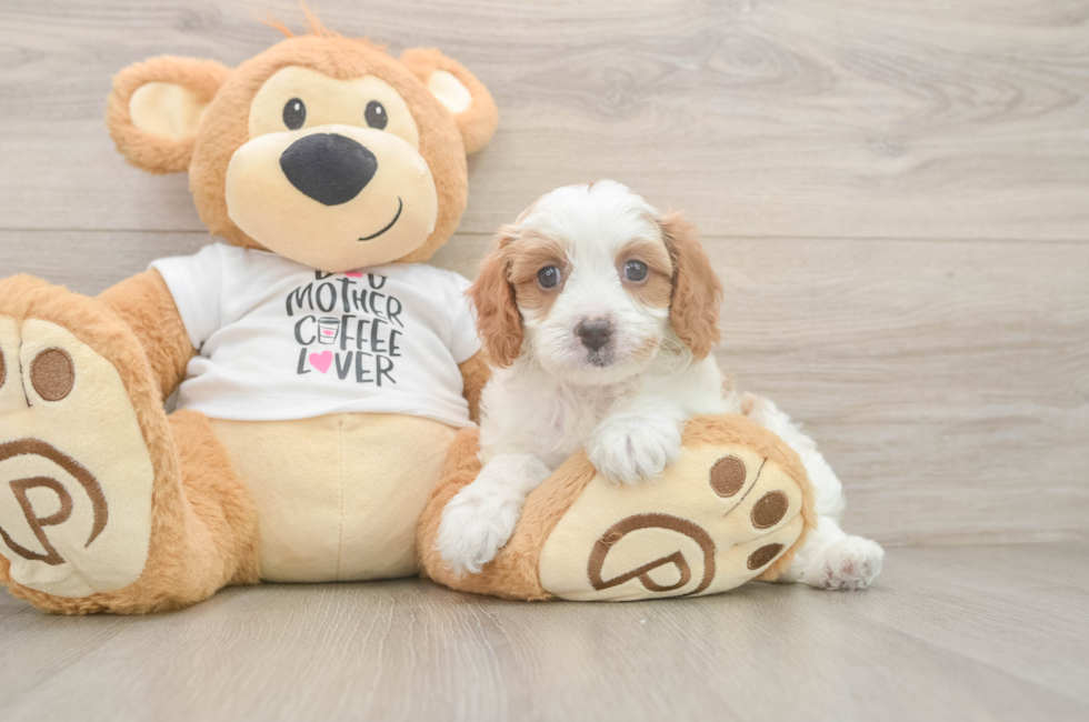 6 week old Cavapoo Puppy For Sale - Simply Southern Pups