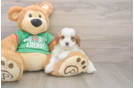 Cute Cavapoo Baby