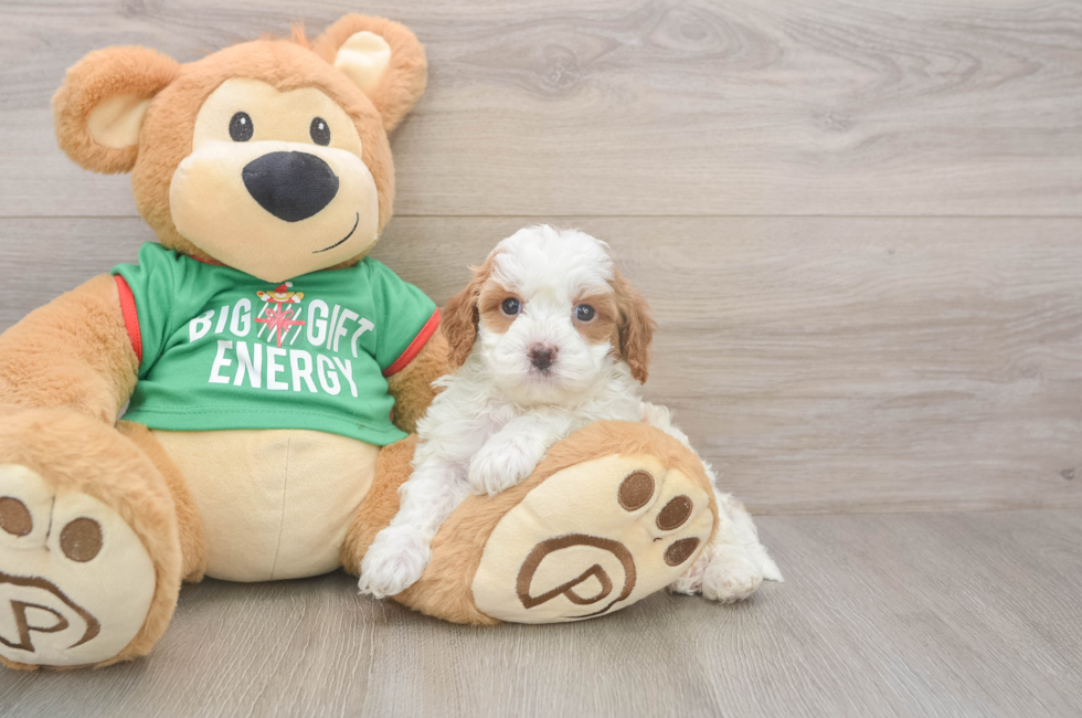 5 week old Cavapoo Puppy For Sale - Simply Southern Pups
