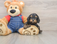 8 week old Cavapoo Puppy For Sale - Simply Southern Pups